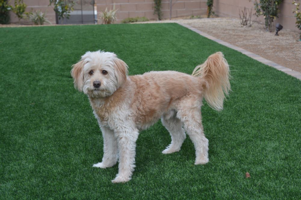 Naperville artificial grass landscaping